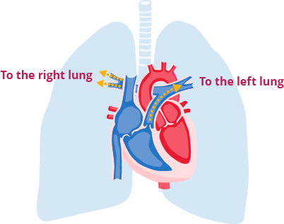 Blood flow from the heart to lungs