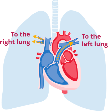 Blood flow from the heart to lungs